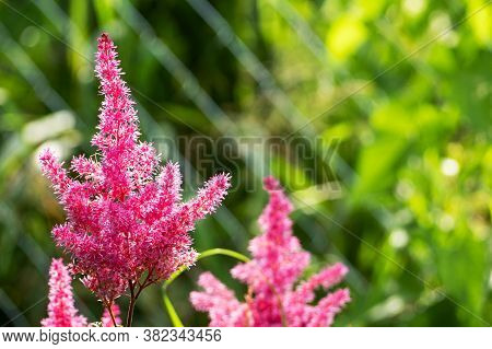 Blooming Astilba Crimson Close-up Growing In The Garden.