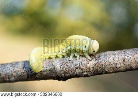 A Pretty Birch Sawfly Caterpillar (cimbex Femoratus) Feeding On Silver Birch In Woodland