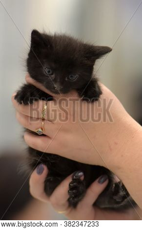 Cute Little Black Kitten In Hand Close Up