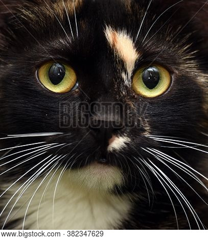 Black With Red And White Cat On A Green Background