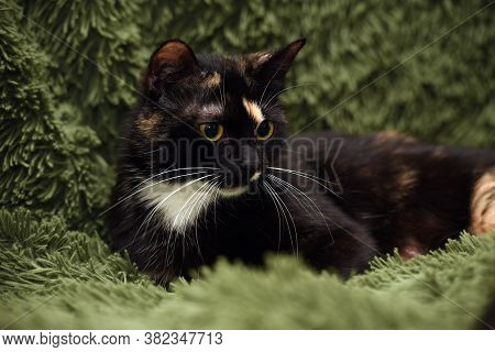 Black With Red And White Cat On A Green Background