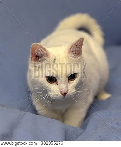 White Albino Cat