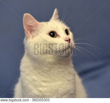 White Albino Cat
