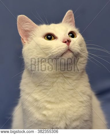 White Albino Cat