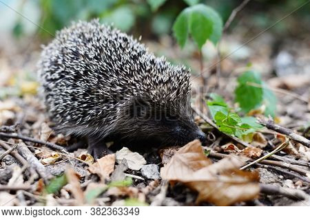 Little Lonely Hedgehog In The Forest. Sharp Spiny Hedgehog Thorns, In Green Forest Grass