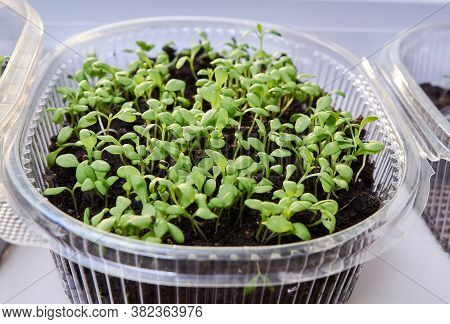 Green, Young Leaves And Sprouts Of Clove Flowers In A Plastic Pot On A White Kitchen Windowsill In S