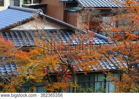 Autumn Colors In Residential District Of Kyoto, Japan. Generic Japanese Homes And Maple Tree Autumn 