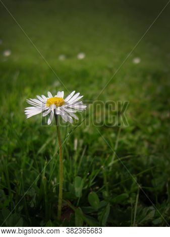 A Single Daisy Amid A Field Of Grass