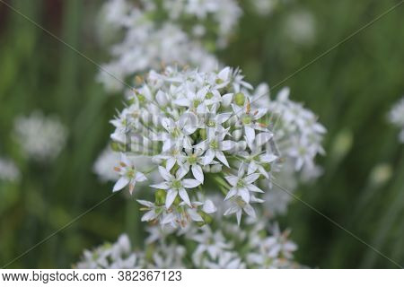 Closeup Of White Flowers Of The Garlic Chives, Allium Tuberosum . Medicinal Plants, Herbs In The Org