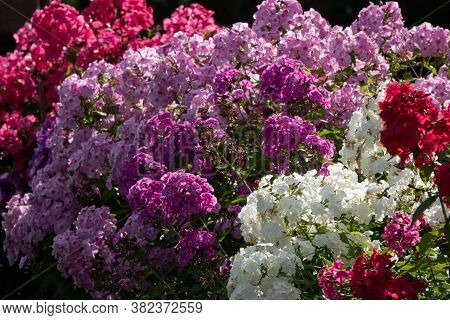 Phlox Paniculata, Fall Phlox, Garden Phlox Perennial Phlox