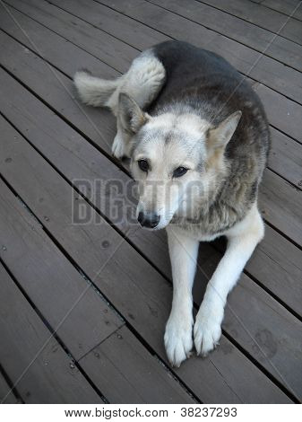 Dutchess