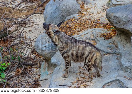 Striped Hyena (hyaena Hyaena) On A Ground