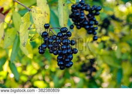 Black Berries On A Bush Of Wild Privet (ligustrum Vulgare), Also Sometimes Known As Common Privet Or