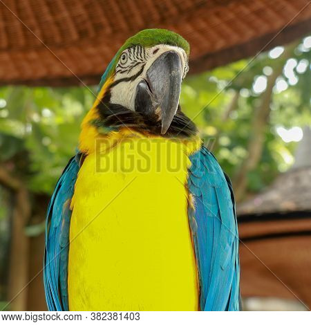 Blue And Yellow Macaw Ara Ararauna Close-up. Ara Glaucogularis