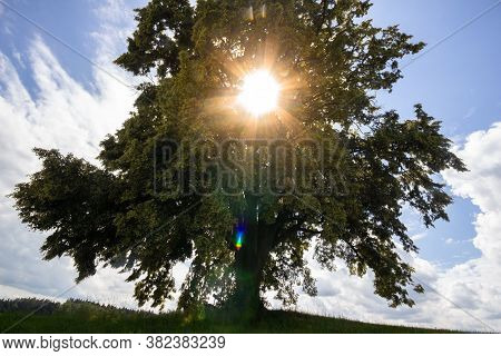 The Herrenlinde, A Linden Tree, Planted In 1890, Near The Benedigtweg Pilgrimage At The City Of Aste