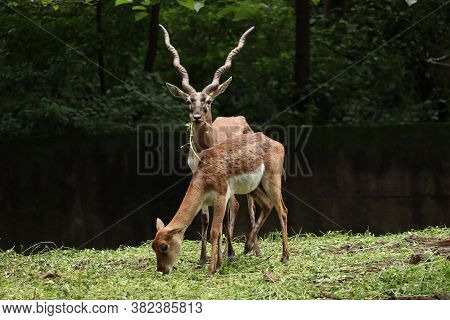 A Couple Of Endangered Deer And Black Buck. Wild Black Buck Grazing.