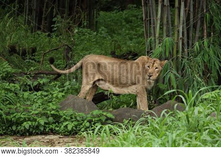 Wild Lioness- Brave Queen Of The Forest
