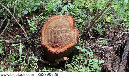 Deforestation- Cutting Down Of Trees In The Forest