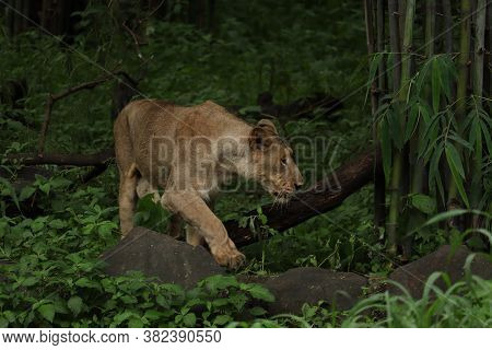 A Lioness Is Slowly Moving Towards Her Prey