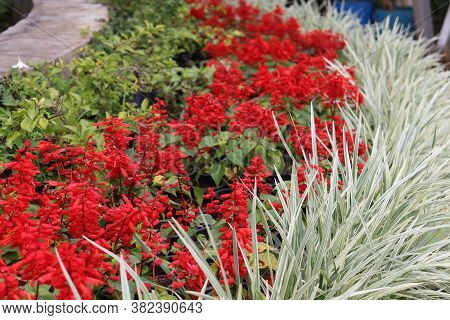 Tricolor Flower Plants Grown In A Home Garden