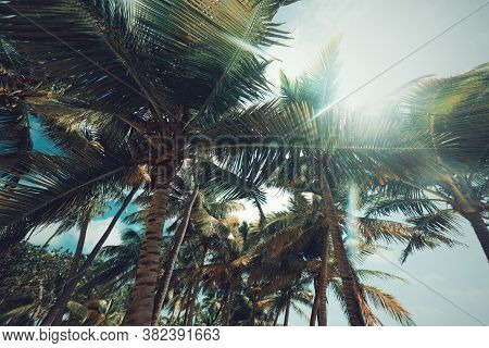Palm Trees Under A Shining Sun In Bois Jolan Beach In Guadeloupe, French West Indies. Lesser Antille