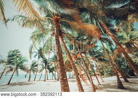 Coconut Palm Trees And White Sand In Bois Jolan Beach. Guadeloupe, Caribbean Sea