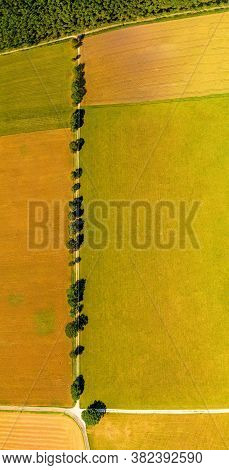 View From Above Over A Straight Line Of Trees, A Beautiful Avenue As Top Shot In Summer.