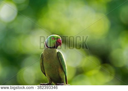 Close-up Of Rose-ringed Parakeet/parrot, Also Known As A Psittacula Krameri With Beautiful Green Blu