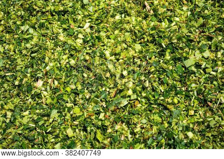 Green Mass Of Corn Silage During Placement In The Pit