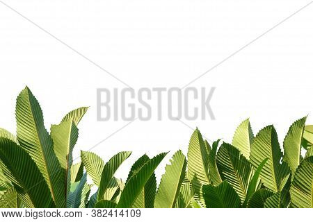 Tropical Elephant Apple Tree With Leaves Branches With Sunlight On White Isolated Background For Gre