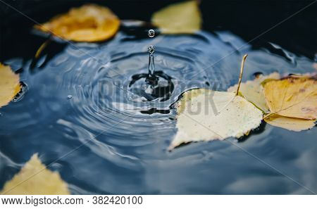 Drop Is Falling On A Street Puddle Leaving A Radial Circles On Surface With Fallen Yellow Leaves On 