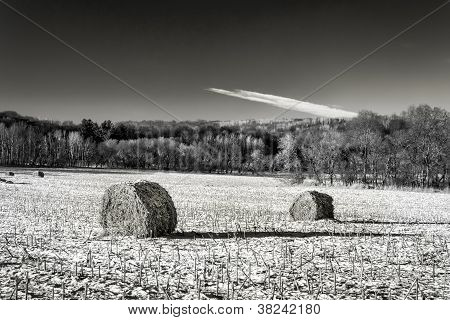 Covoni di fieno sul campo ghiacciato In bianco e nero