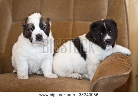 Hvalp den centrale asiatiske fåre-hund