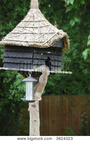Squirrel