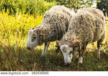 Close Up - The Head And Horns Of A Large Horned Sheep. Against The Background Of Meadow Grasses