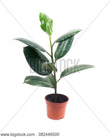 Pipal. Rubber Plant Leaves on white background. Ficus plant