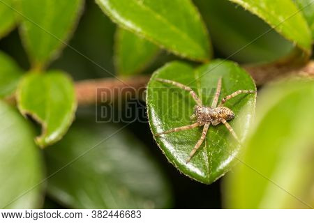 Small Garden Nursery Web Spider (pisaura Mirabilis) Waiting For Its Prey. Europe, Czech Republic Wil