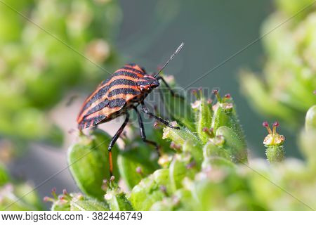 Bug Graphosoma Lineatum - Striped Beetles In Forest On Green Plant. Europe, Czech Republic Wildlife