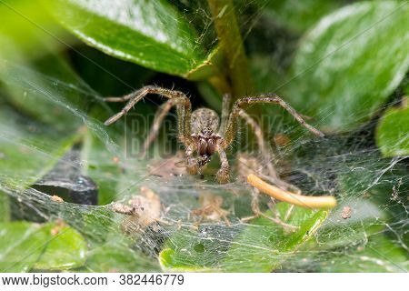 Small Garden Nursery Web Spider (pisaura Mirabilis) Waiting For Its Prey. Europe, Czech Republic Wil