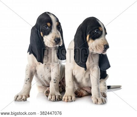 Puppies Bernese Schweizer Laufhund In Front Of White Background