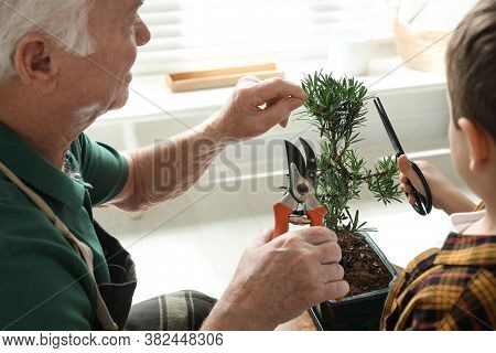 Senior Man With Little Grandson Taking Care Of Japanese Bonsai Plant Indoors. Creating Zen Atmospher