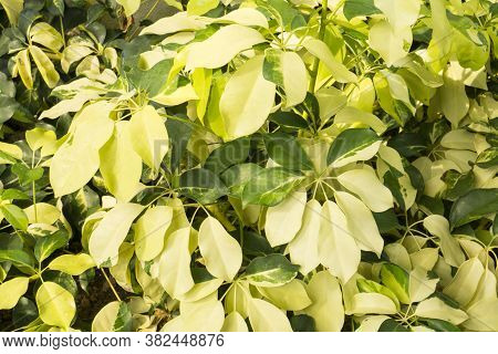 The Variegated Of Pigmentation On Dwarf Umbrella Plant's Leafs, Know As Octopus Tree Is A Flowering 