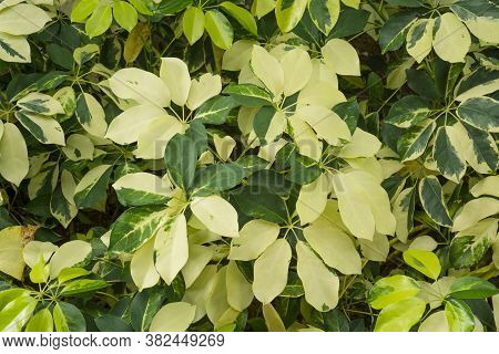The Variegated Of Pigmentation On Dwarf Umbrella Plant\'s Leafs, Know As Octopus Tree Is A Flowering