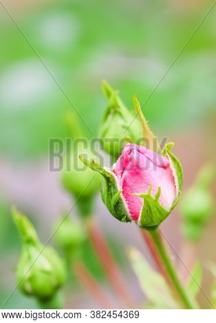 Soft Pink Rose Bonica With Buds In The Garden. Perfect For Background Of Greeting Cards For Birthday