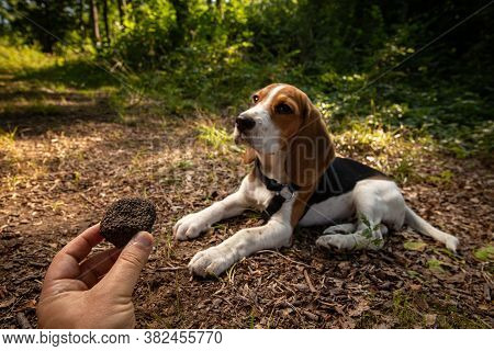 Just Picked Black Truffles, Dog In The Background