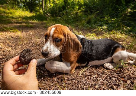 Successful Mushroom Truffle Hunting With Trained Dog. Man Holding Truffle In His Hands