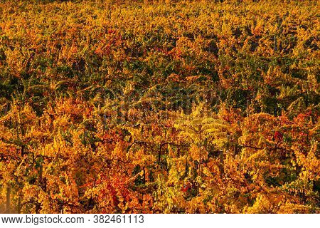Autumn Vineyards, The View From The Top. Rows Of Red And Yellow Vines. Grape Growing. Autumn Red-ora