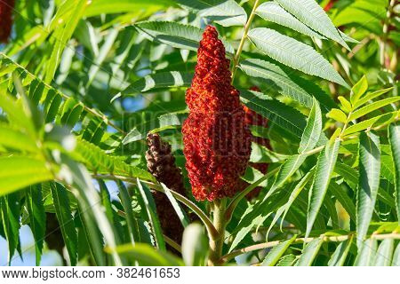 Red Blossom Of Blooming Sumac Vinegar Tree, Rhus Typhina, Close-up In Sunny Summer Day.
