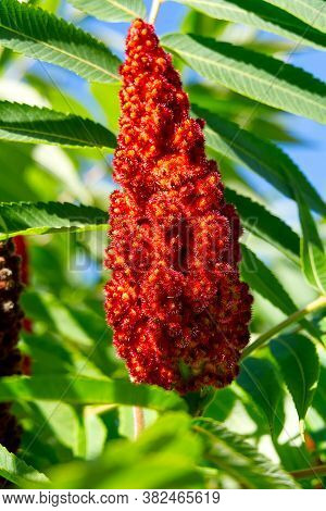 Red Blossom Of Blooming Sumac Vinegar Tree, Rhus Typhina, Close-up In Sunny Summer Day.