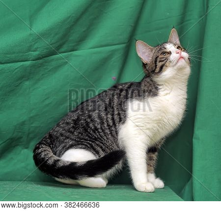 Gray With White Tabby Cat On A Green Background